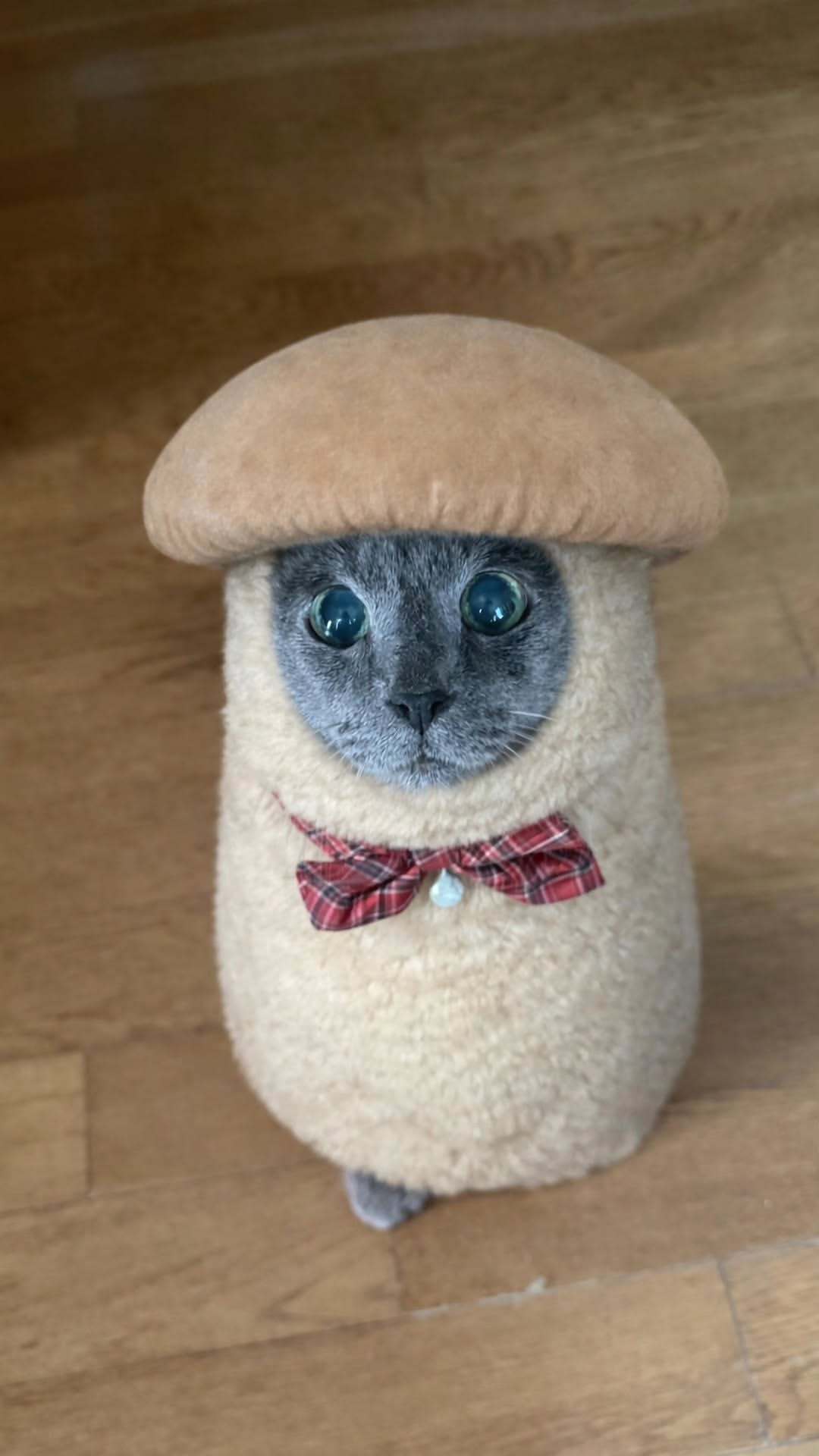 “CB百蓝_。260205金希澈 ins story更新两则： 