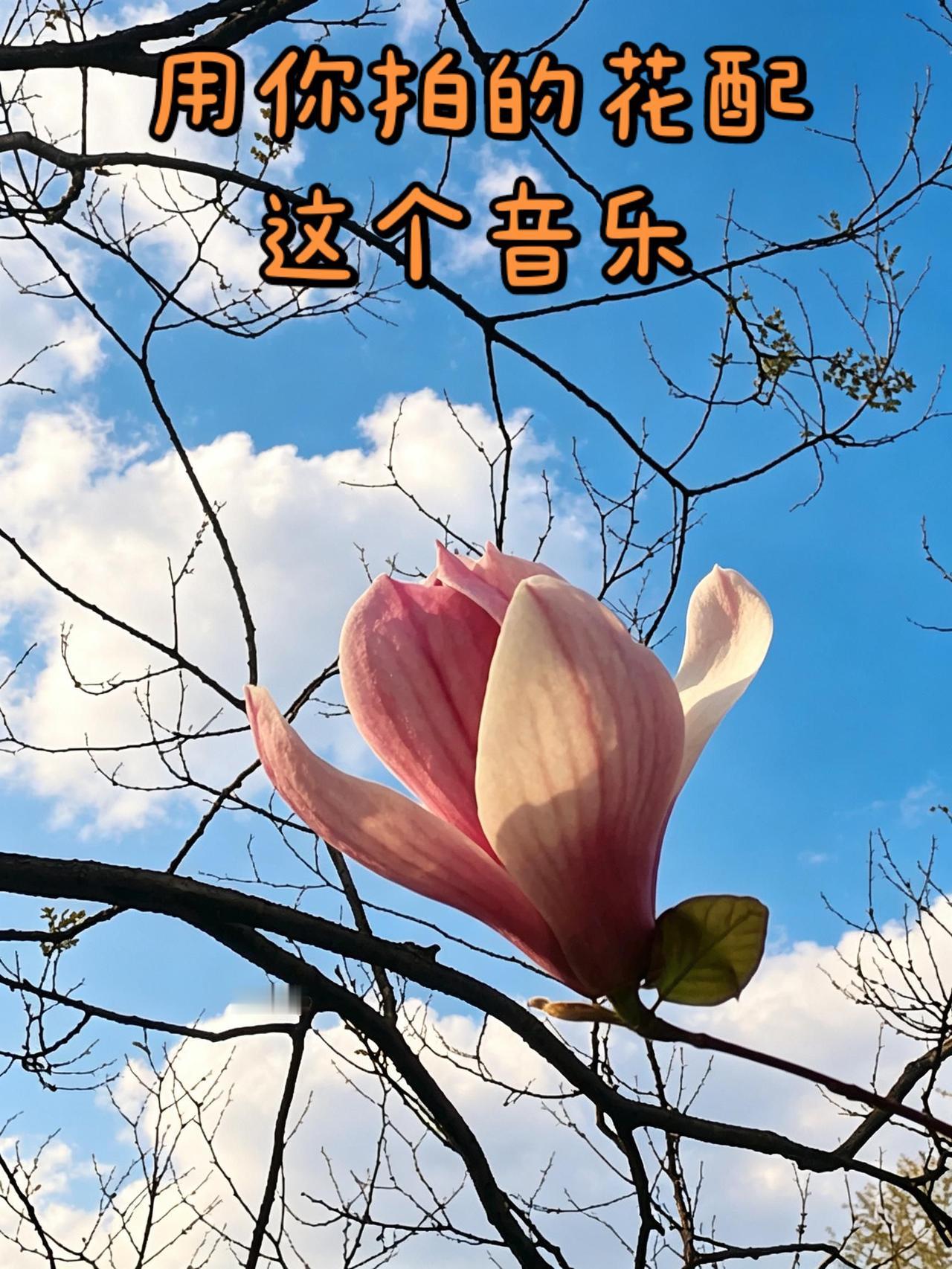 花我的图片 抖音ai创作 白玉兰自然景观