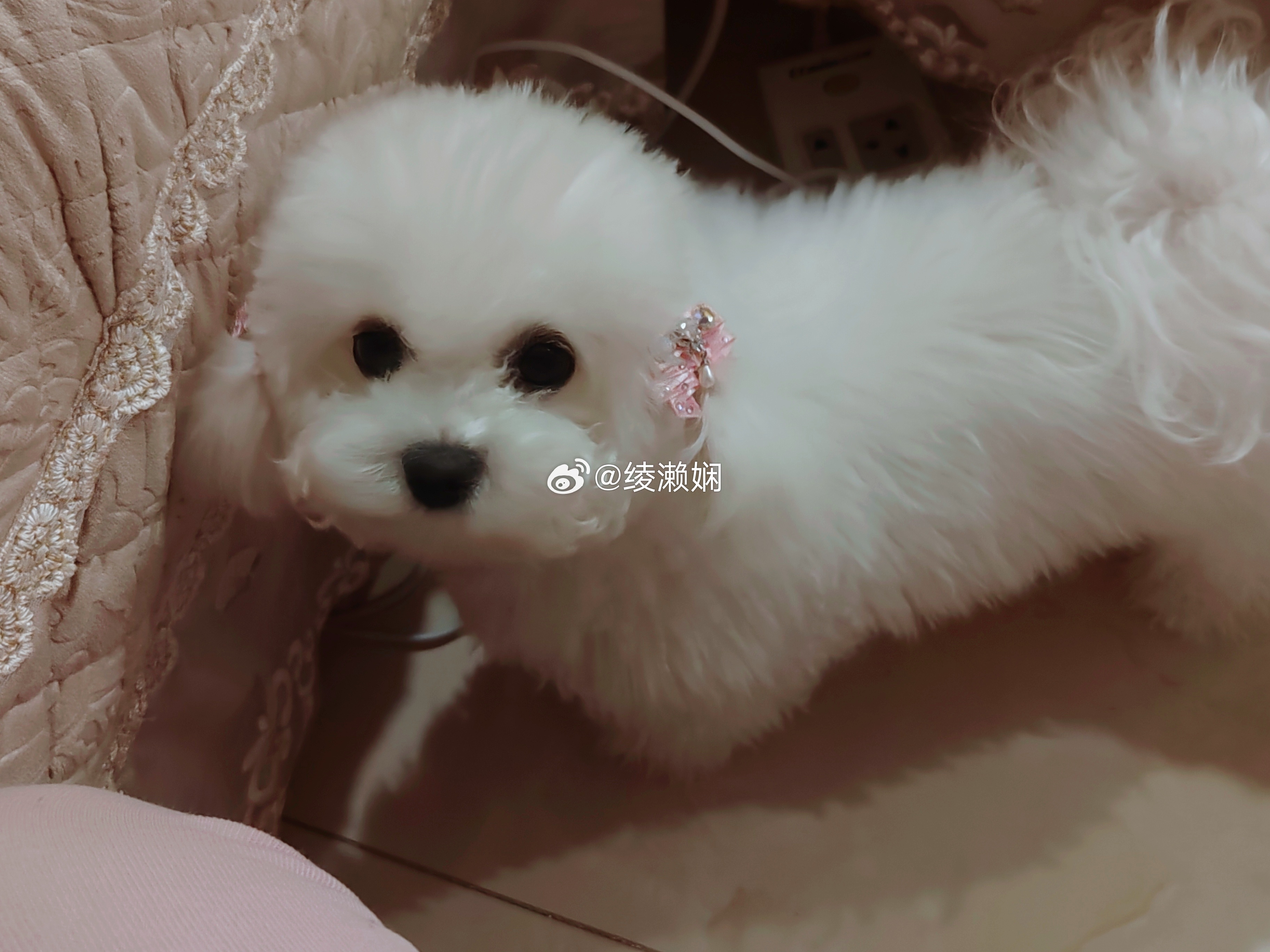 没什么事啦就是给大家看看我家扎双马尾的小女孩。宠物卖萌中心比熊