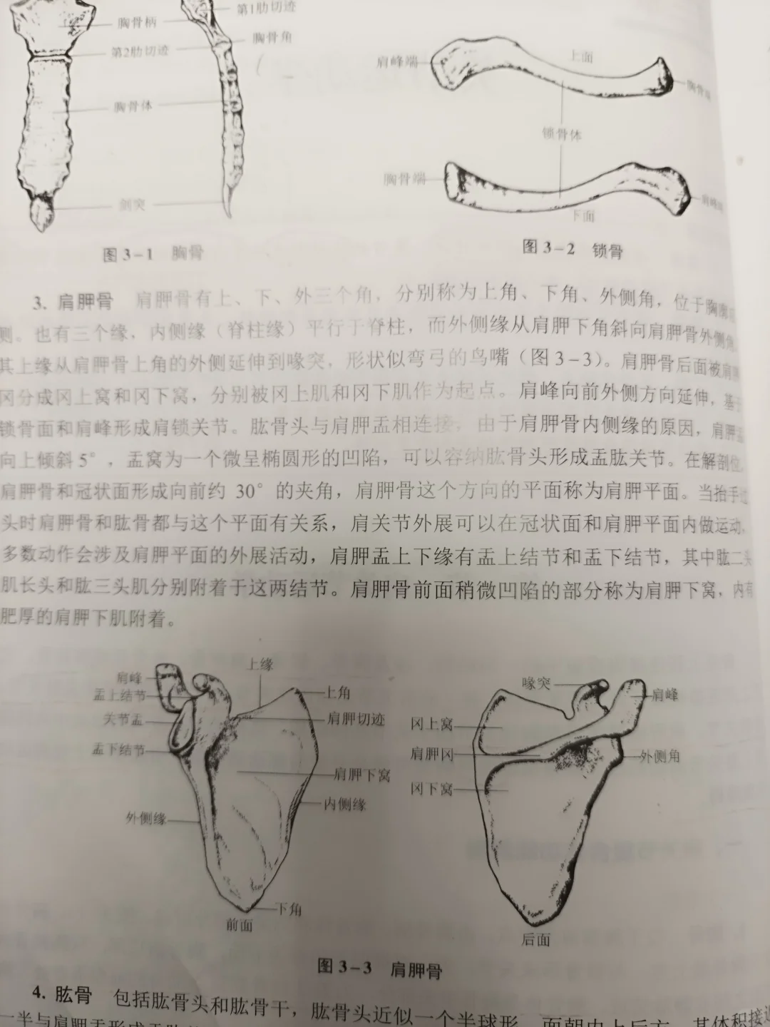 肩胛骨的位置小测试