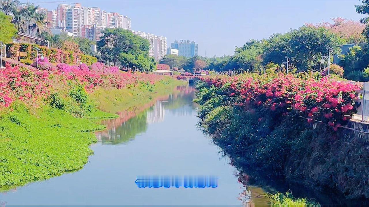 ✨当甘肃兰州已是冰天雪地时，北海市花公园里三角梅盛开，春意盎然，南北差距真大呀！