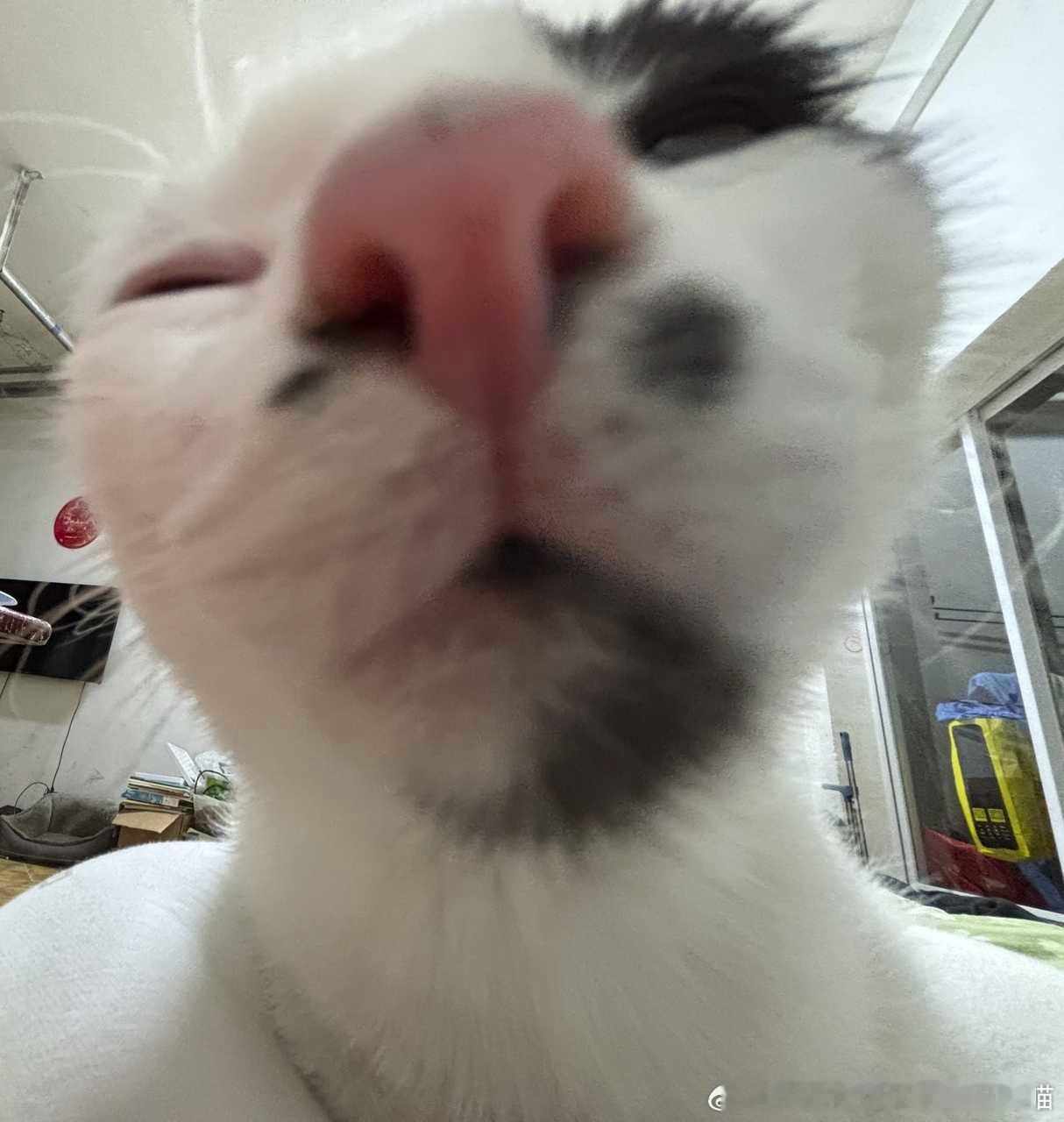 49409【丑猫】犹抱琵琶半遮面（测宝回关带图） 