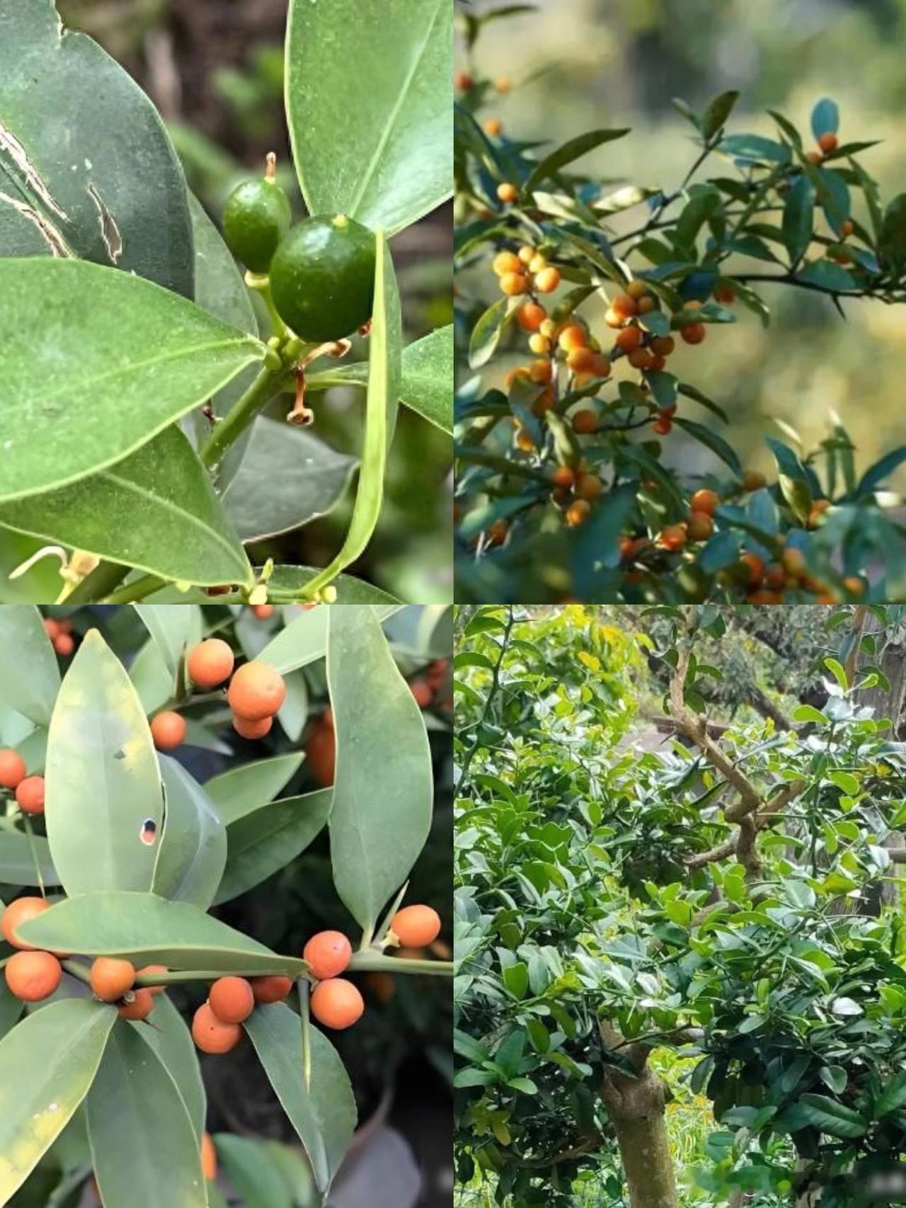 一株就入刑！
24年浙江夫妻售卖30余株，
挣1000元却被判3年罚17万！
