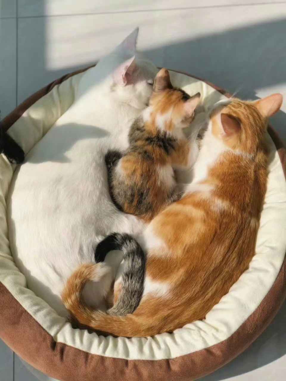 猫咪一家三口[抱一抱] ​​​