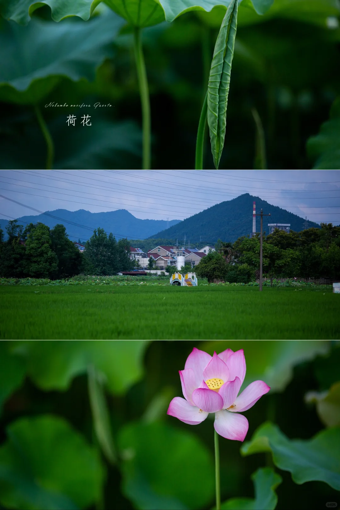夏天向往的田园生活|