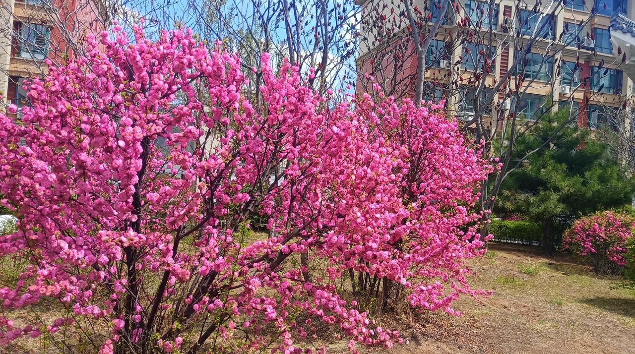 分享一张绚烂绽放的花