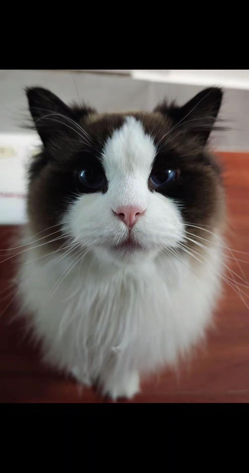 咪没有装聋 。猫猫 治愈猫咪 小猫