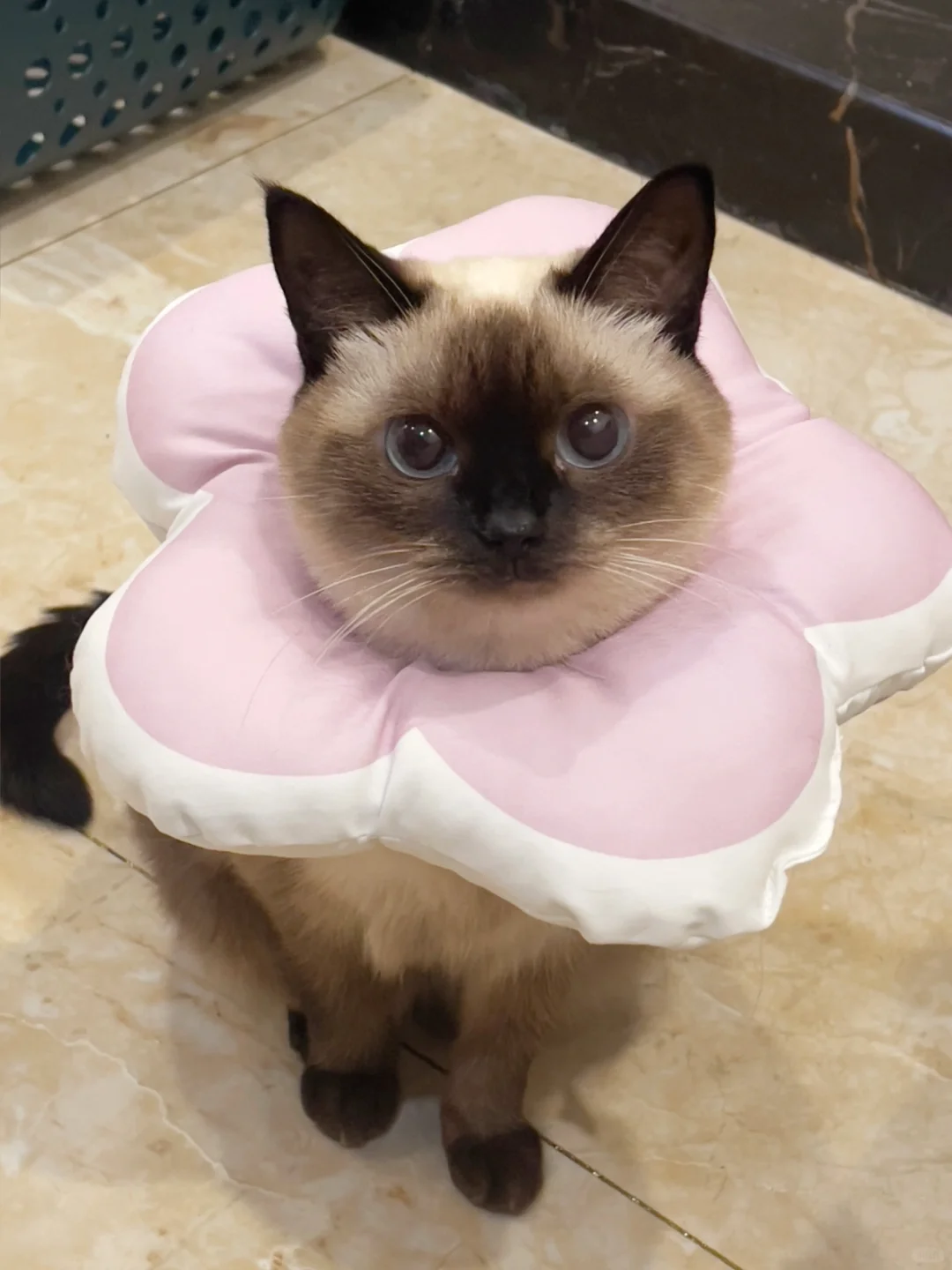 送你一朵猫猫花🌸