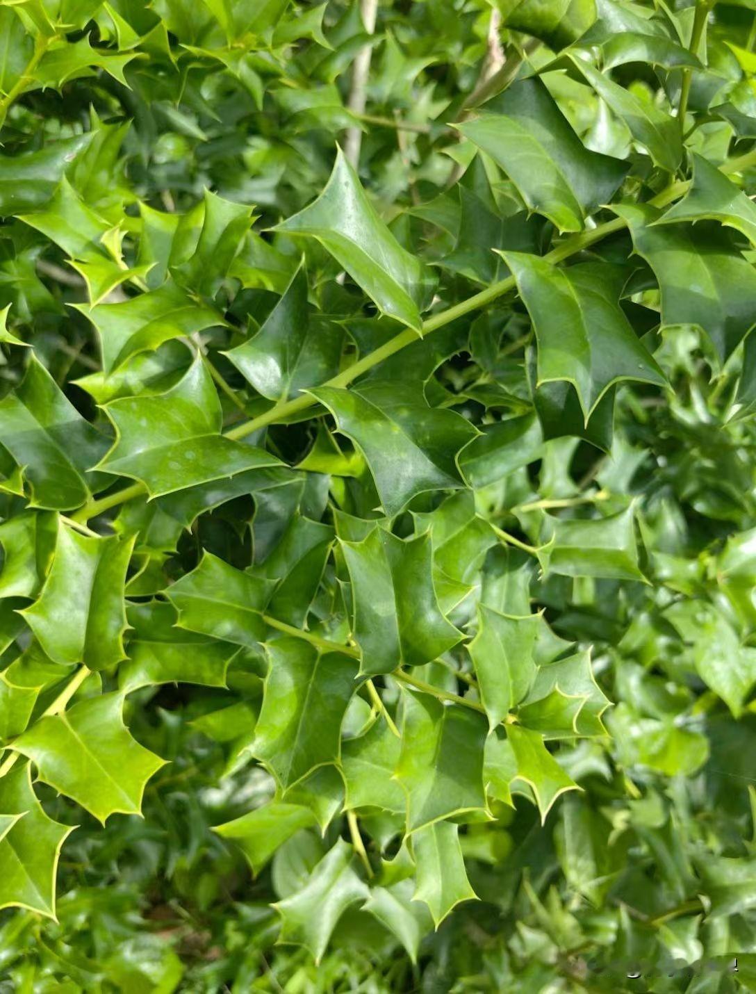 厦门市中医药促进会中草药专委会，闽南野生中草药资源调研成果（厦门市中医院郑东、江