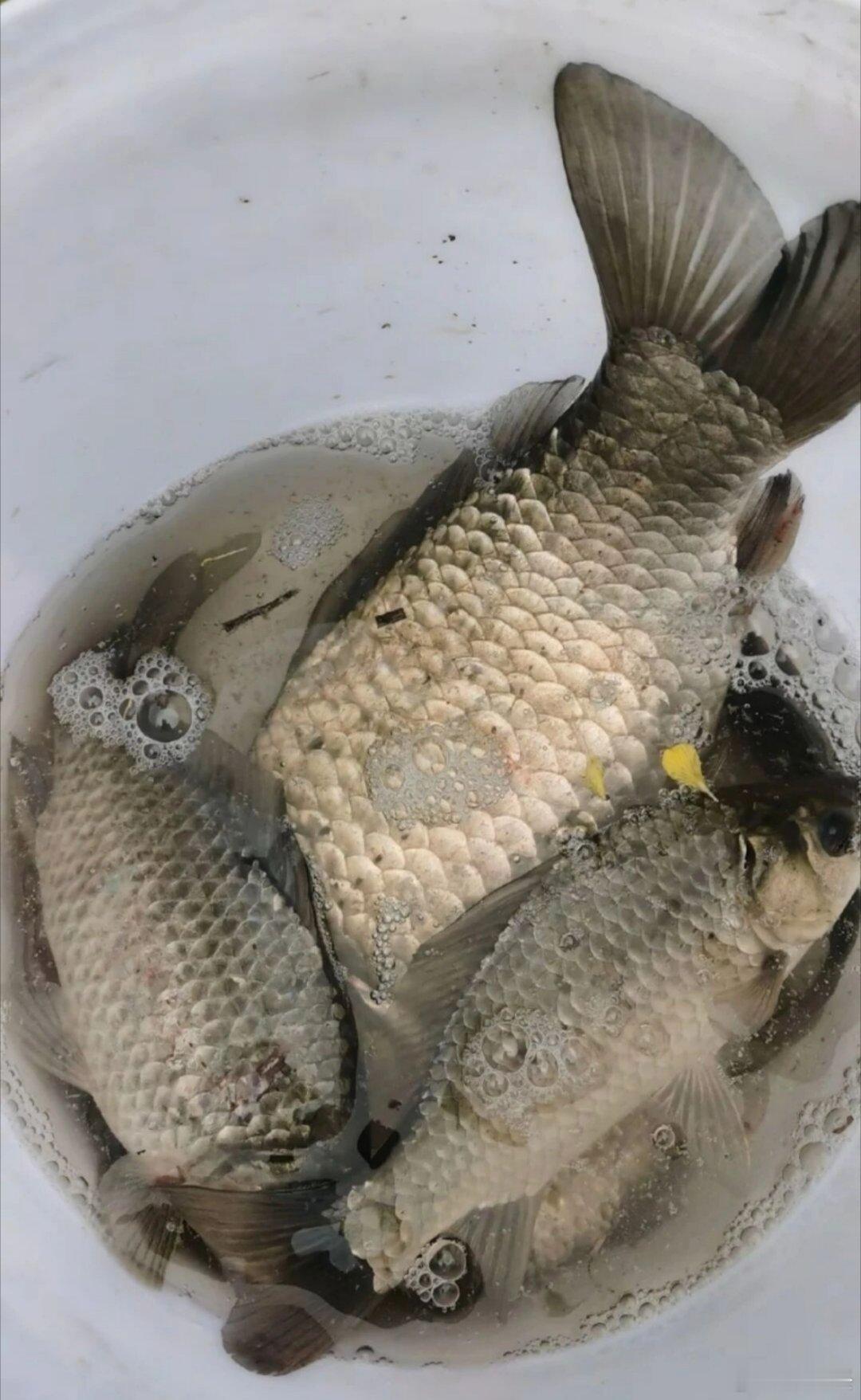 感觉今年的鱼快要钓到头了，真考验耐心啊平均一个小时一条鱼