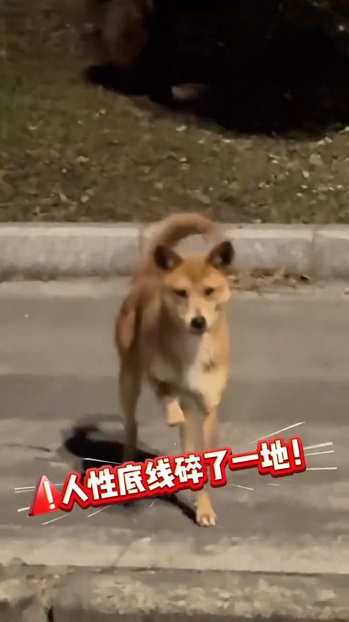 毛孩子直播间救实则是精心骗局，1500+人被骗。
人性底线碎了一地，直播间爱心救