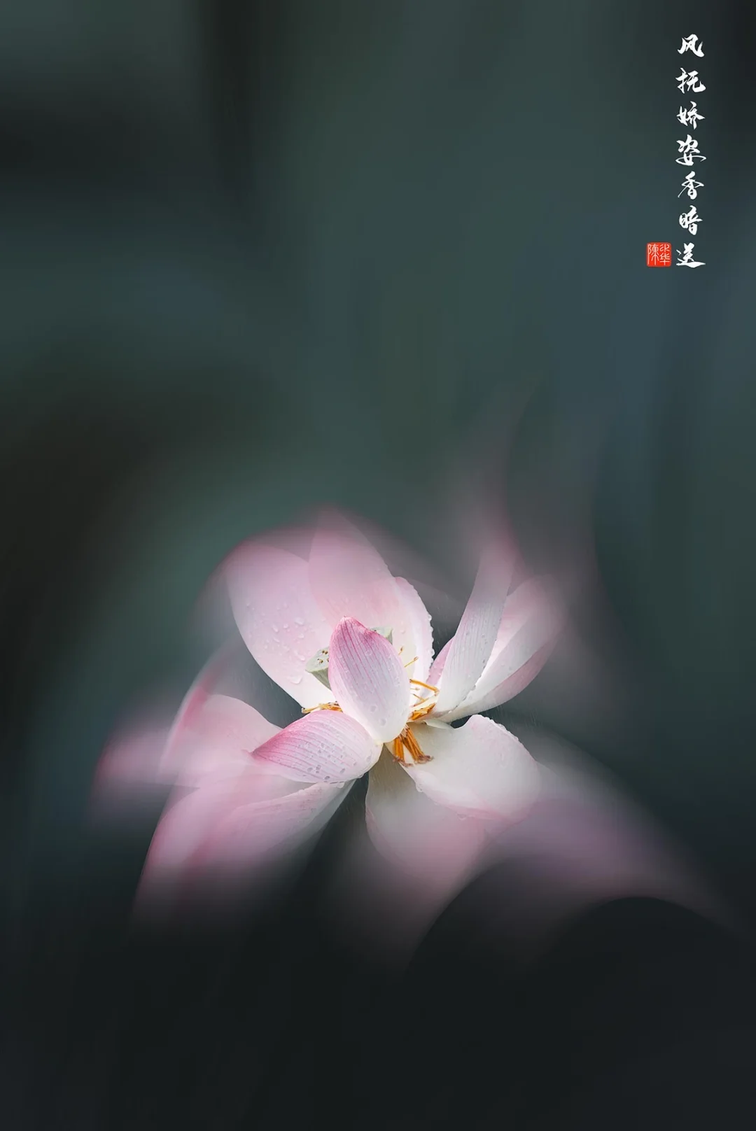 风抚娇姿香暗送