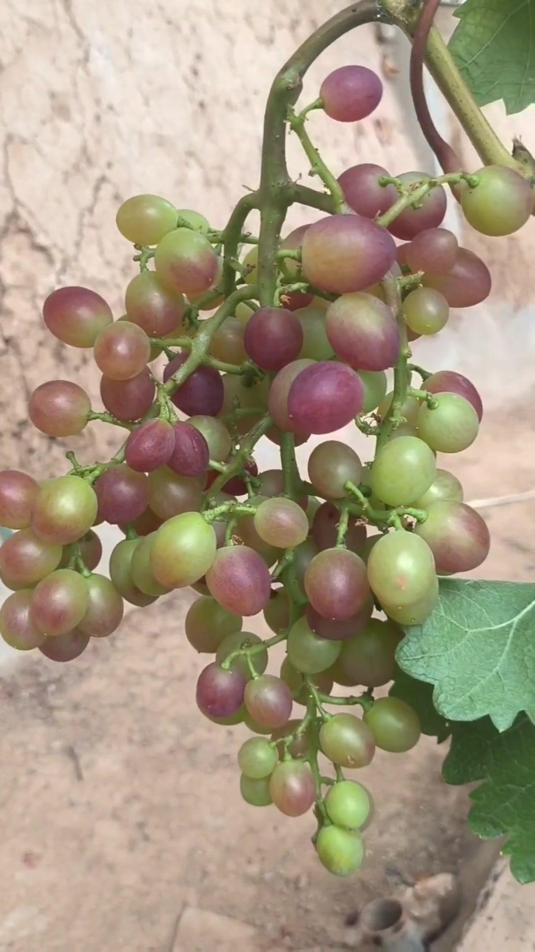 1️⃣去年4月栽种的春红三号葡萄，经过一年生长，今年终于迎来了春茬果。挂果时看着