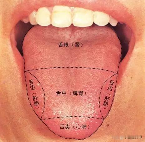 舌头的秘密，一次都给你讲明白了
正常舌头，淡红舌，薄白苔（图1）
全息舌象（图2