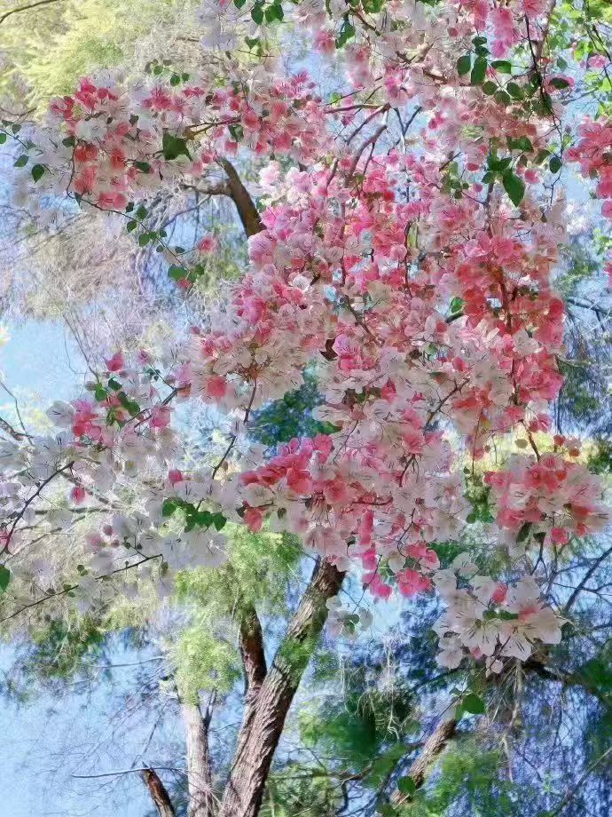飞猪免单倒计时最后几小时！飞猪五一免单福利进入倒计时，88/200/400元多档