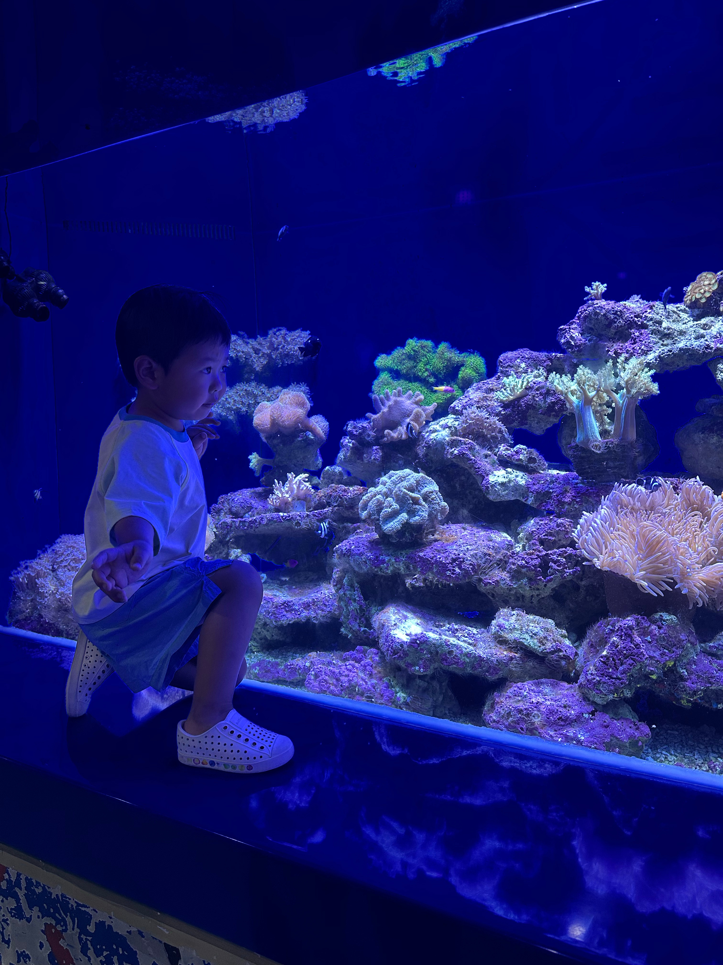 想看鱼，站在台子前又突然觉得离鱼太近了害怕了，又不敢动，伸手说让爸爸快过来
