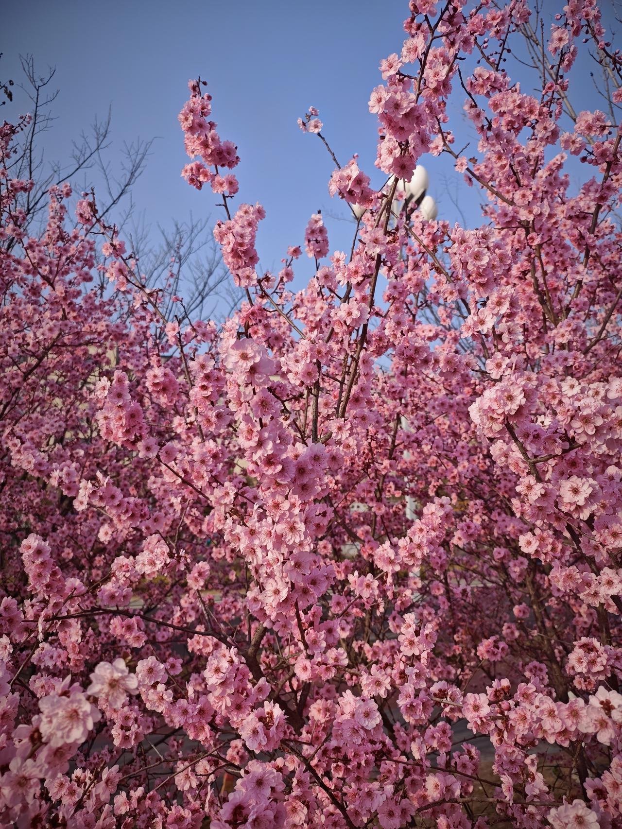有个朋友离异单身，儿子上小学。今年她找了一个美国男朋友，一开始我觉得她儿子可能会