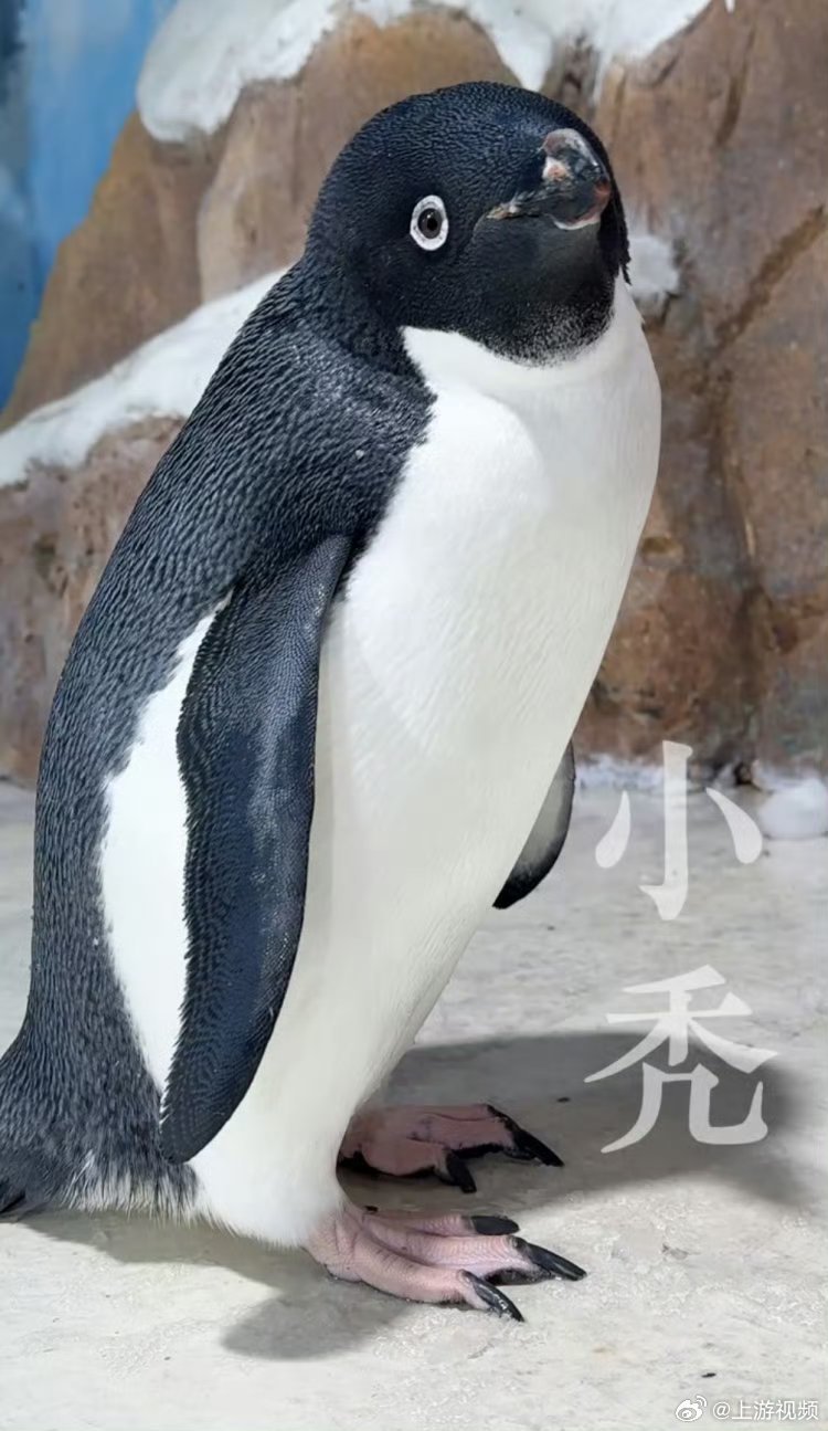 #秃头企鹅3个多月长出浓密新毛#【秃头企鹅3个多月长出浓密“黑发”，网友求“生发