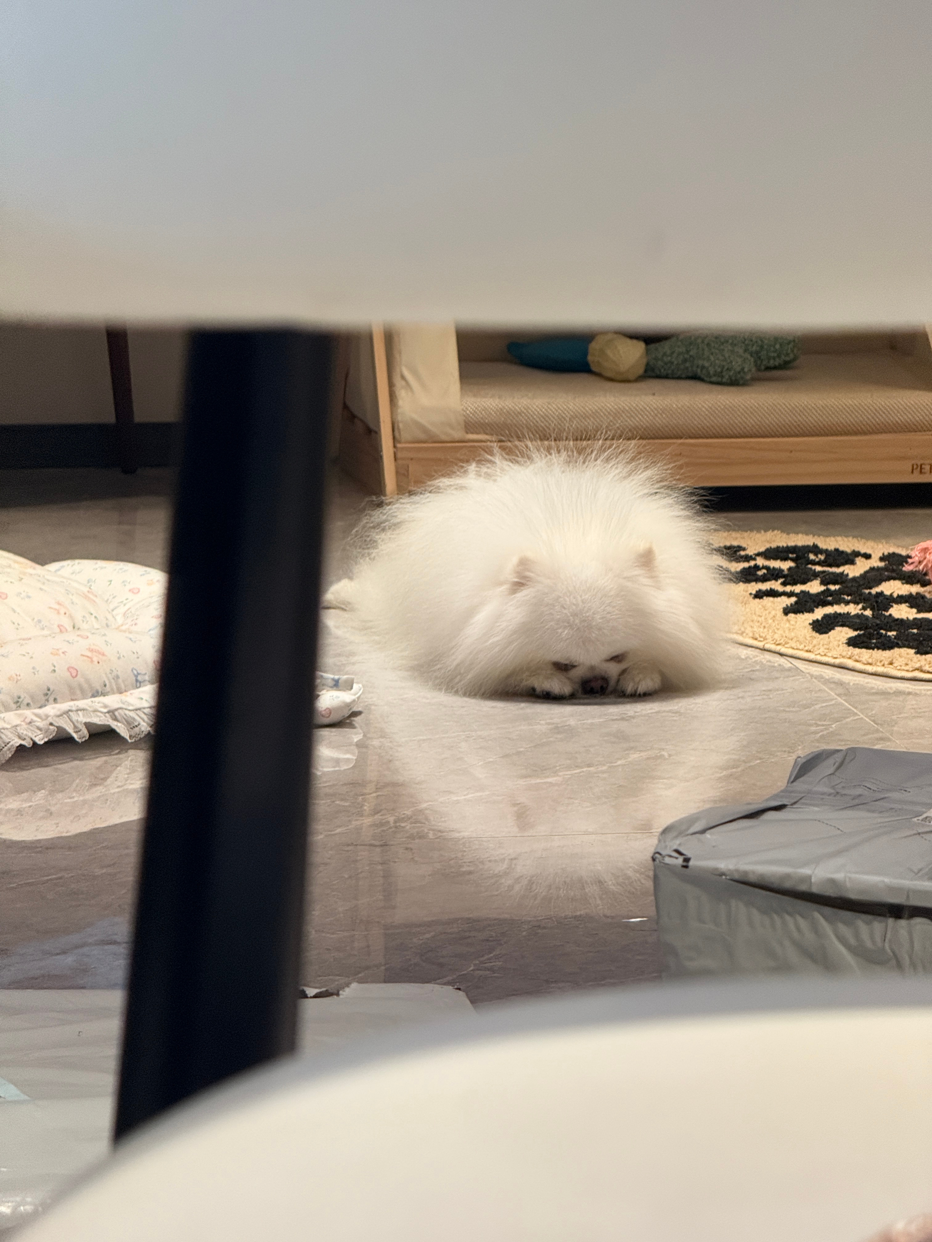 在拍开箱这两个萌物就这样勾引我[怒] ​​​