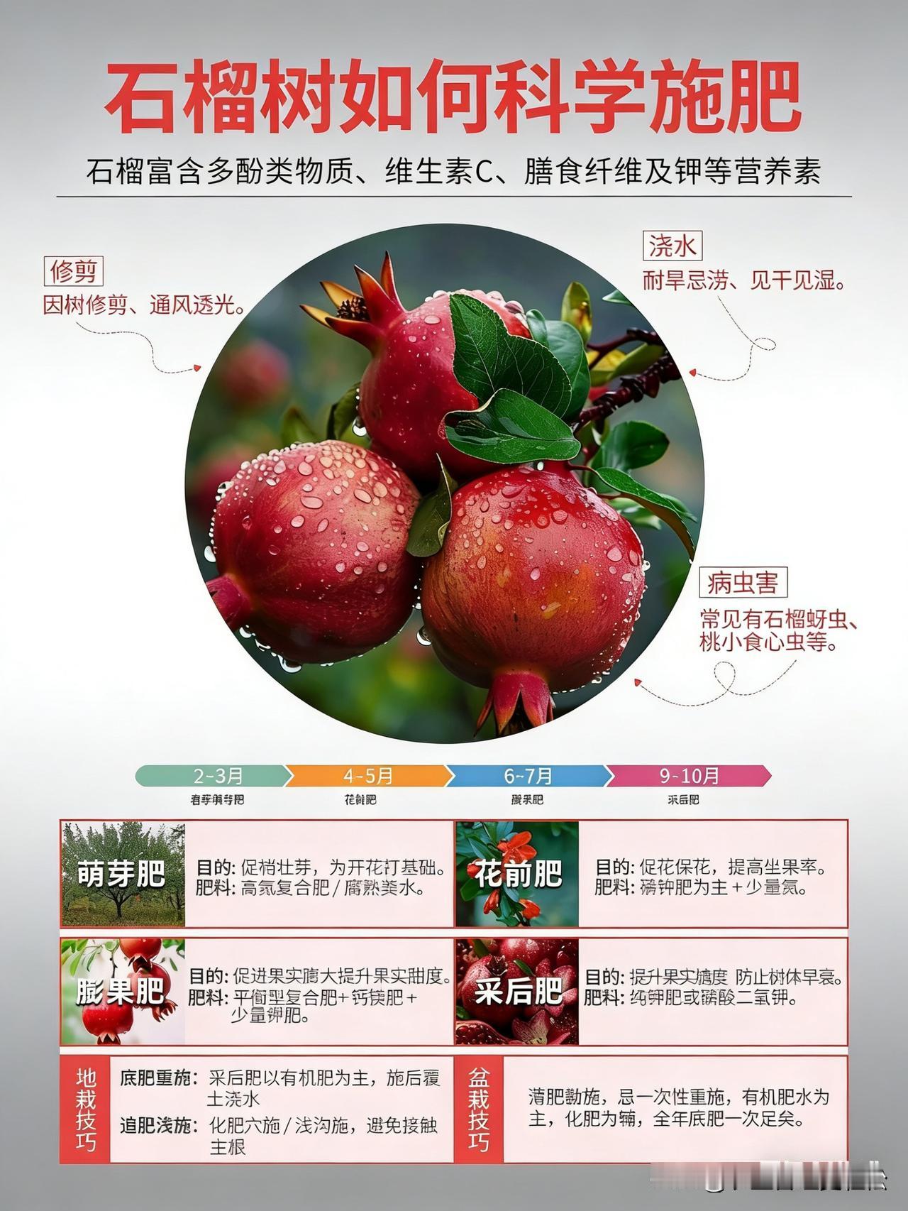 盆栽石榴，石榴树的养树策略无籽甜石榴树 农村石榴种植 石榴树栽植 石榴树苗盆栽