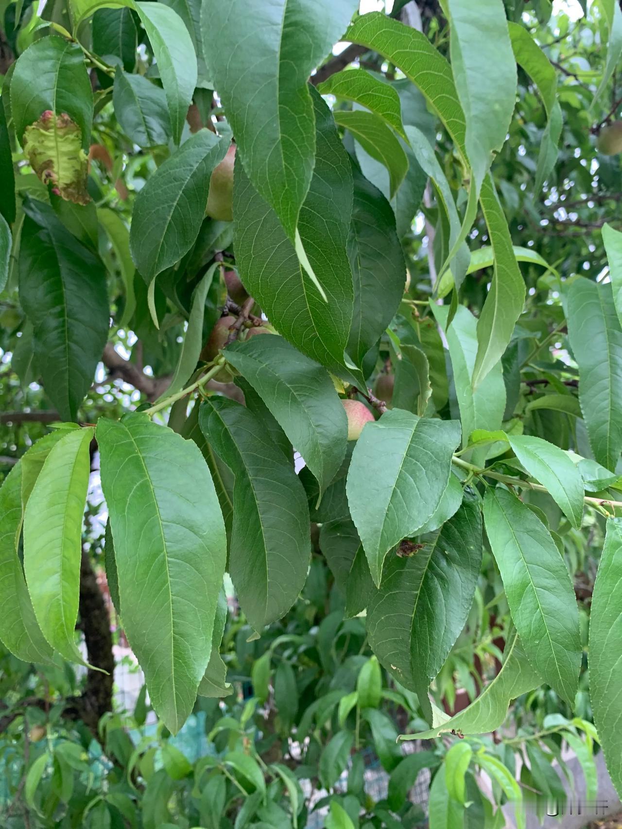 携琴访友
笑难
云深一径斜，访友踏山家。
不顾芒鞋破，讨得三盏茶。

策杖入林阴