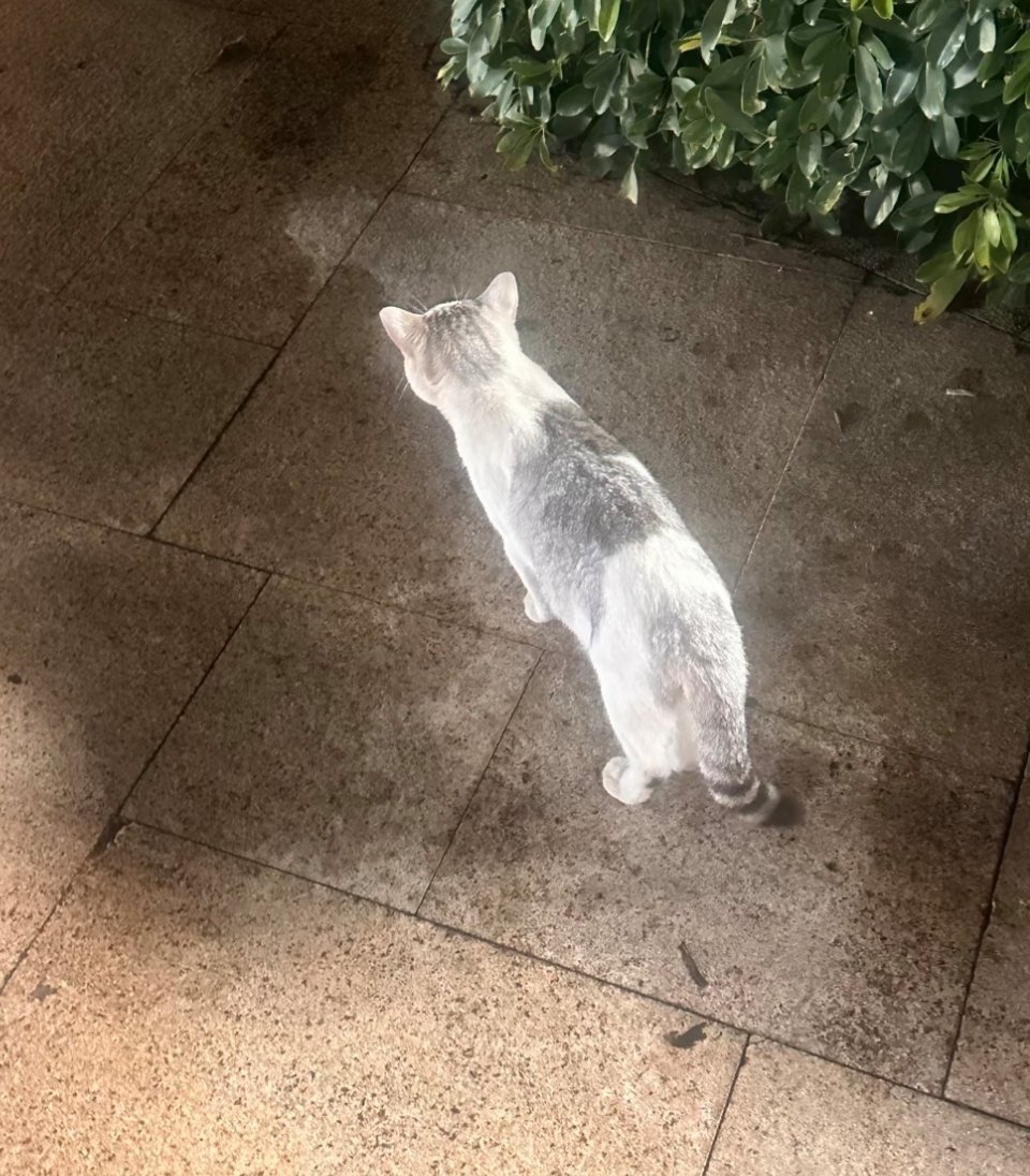 我的天，感觉猫猫在发光 ​​​