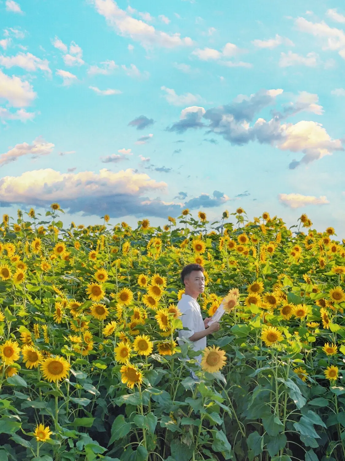 浪漫的成都！！误入梵高的油画世界🌻。在成都！在绕城绿道！
打卡一大片向日葵花海 
免费人少！地铁可到！
傍晚还偶遇了成都超美的晚霞
这片向日葵🌻花海，真的是太美了
永远沉迷于花花的世界！！！
·
除了拍向日葵花海以外
旁边的稻田拍照也很出片
绿油油的一片稻田好治愈
景色仿佛宫崎骏动画般
夏天拍照真的一绝！！
-
夏天的浪漫一定是这片向日葵给的！
喜欢拍照的朋友不要错过！
由于天气比较炎热！注意做好防晒哦～