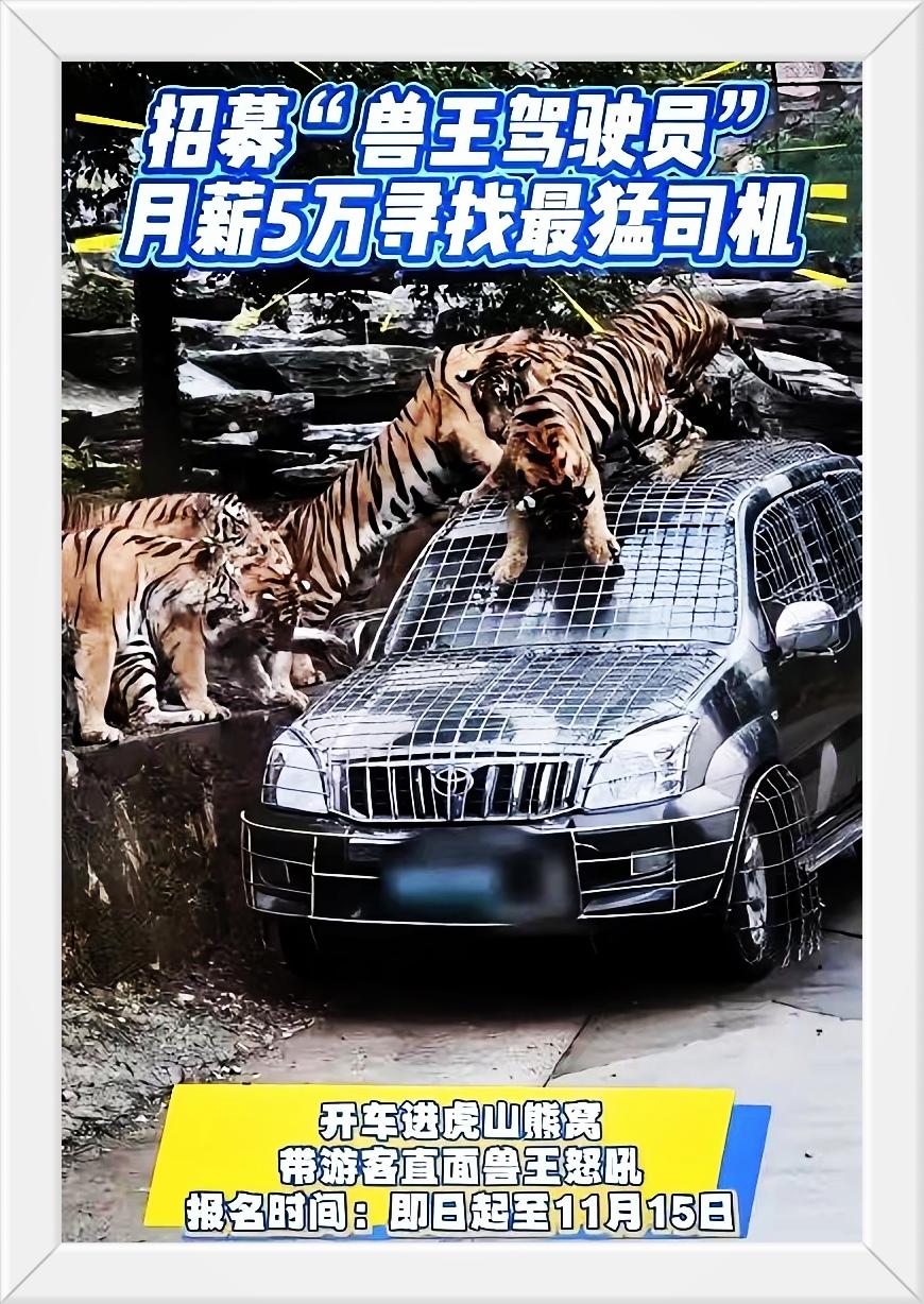 河南洛阳野生动物园“月薪5万招猛兽区司机”事件，表面看是高薪招聘，实则更像是一场