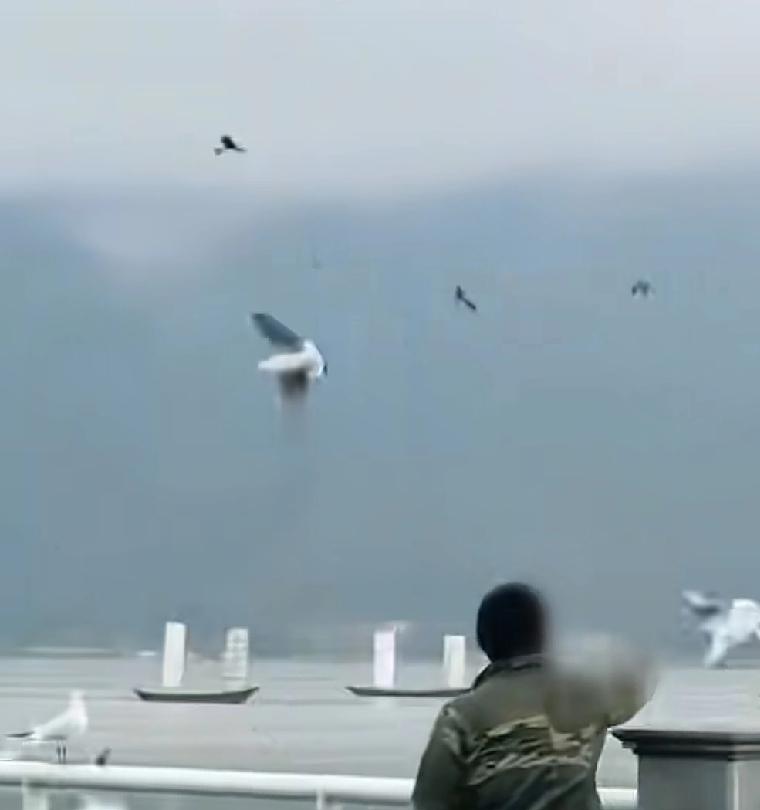 你就说这样的人可恶不可恶
云南昆明滇池边很多人都在欣赏海鸥和远处的风景
可就是有