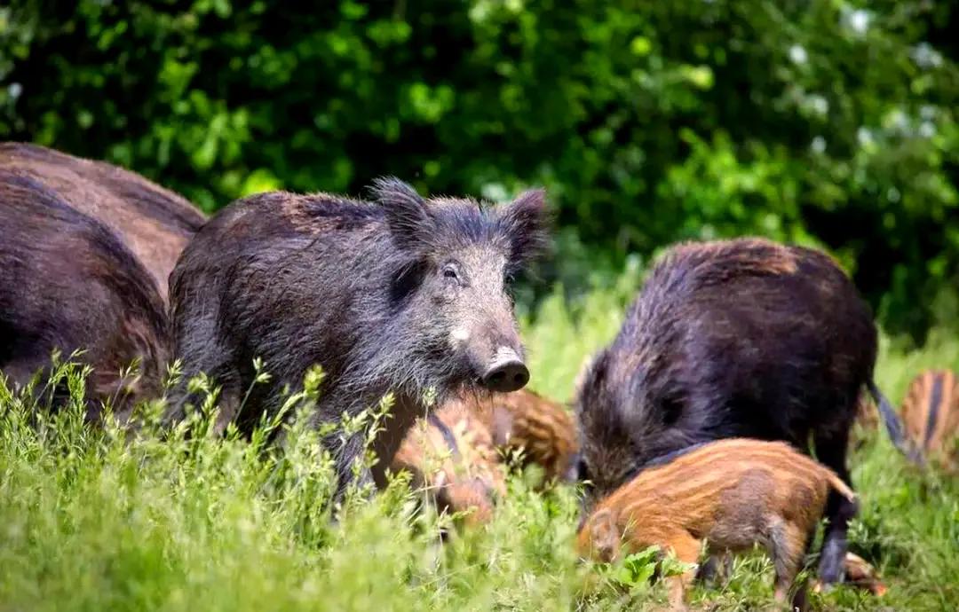 1月5日，网友称杭州西湖发现野猪组团出没，体型庞大的大野猪甩着尾巴，伸出长长的嘴