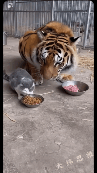 老虎怕猫？
