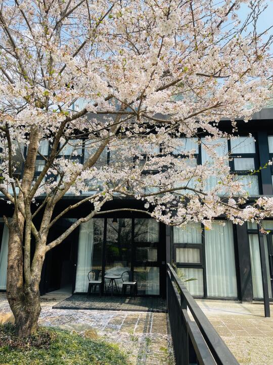 3.26实拍！这个樱花庭院美到窒息🌸手机直出