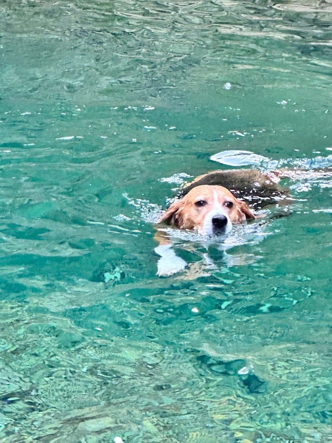 遇到只可爱的小狗🐕叫贝果🥯  ​​​