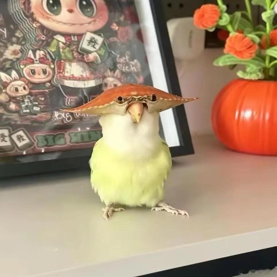 完美适配小鸡