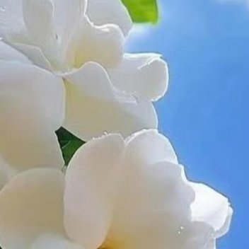 0000栀子花的种植方法：1. 选苗与土壤：挑选枝叶健壮、无黄叶无虫害的栀子花苗