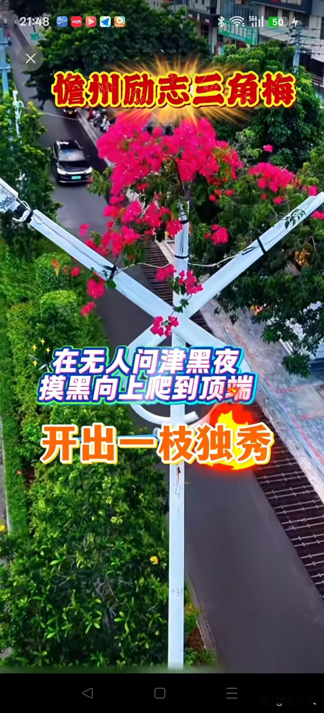 海南儋州这株三角梅，不知道在路灯暗管里熬了多少年，愣是爬到10米高空开成花。
