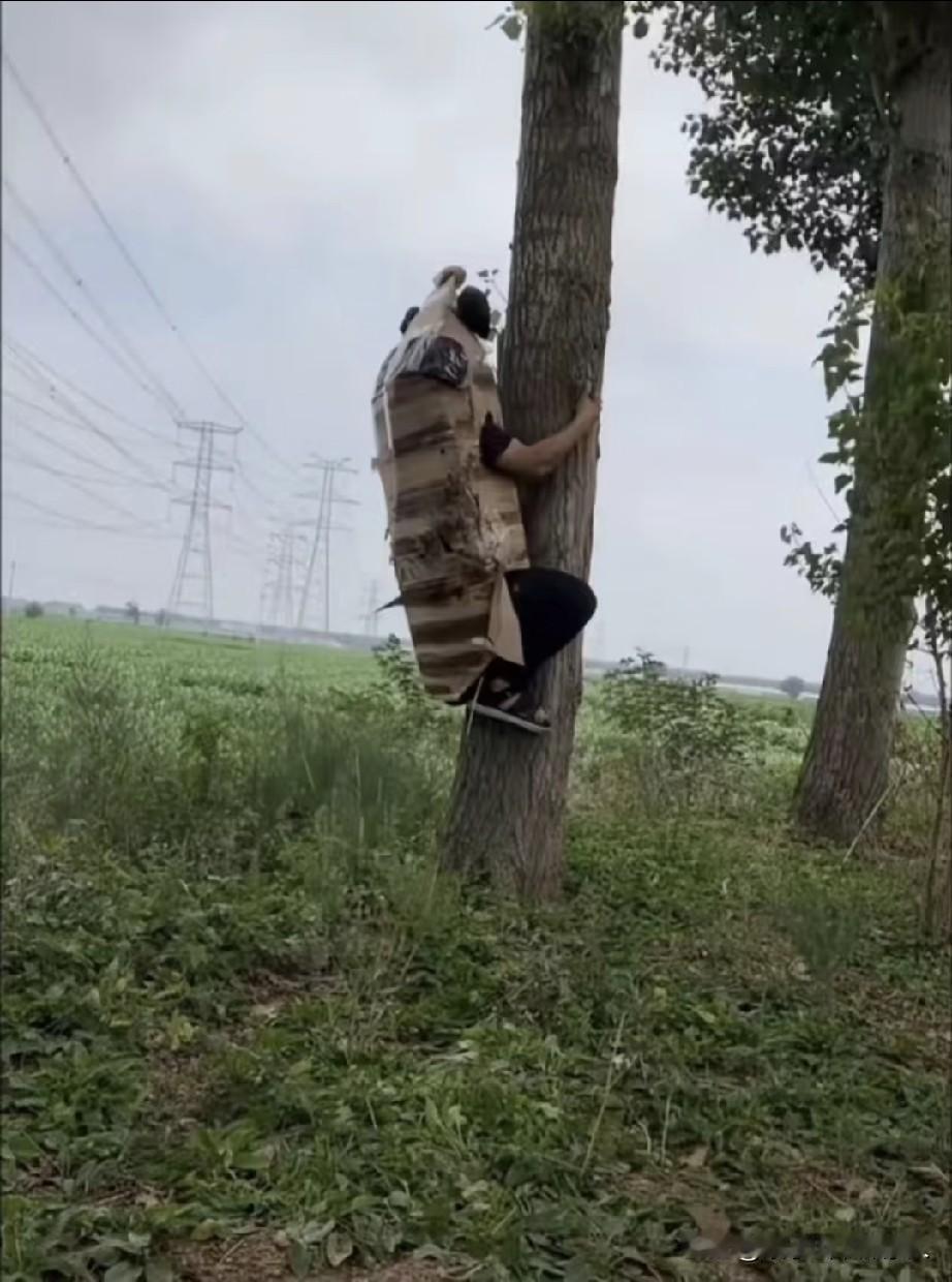 晚上抓知了猴的，来呀，这么大一只