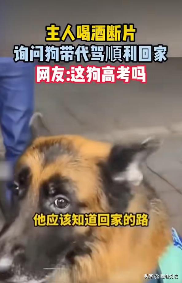 这狗怕是成精了！沧州，主人喝酒断片，狗子给朋友和代驾带路回家，司机直呼头一回见，