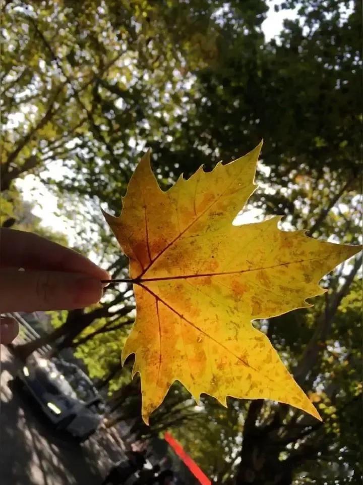顺境里觥筹交错的热闹，不过是浮光掠影；
唯有落魄时，才能看清谁是递伞的挚友，谁是