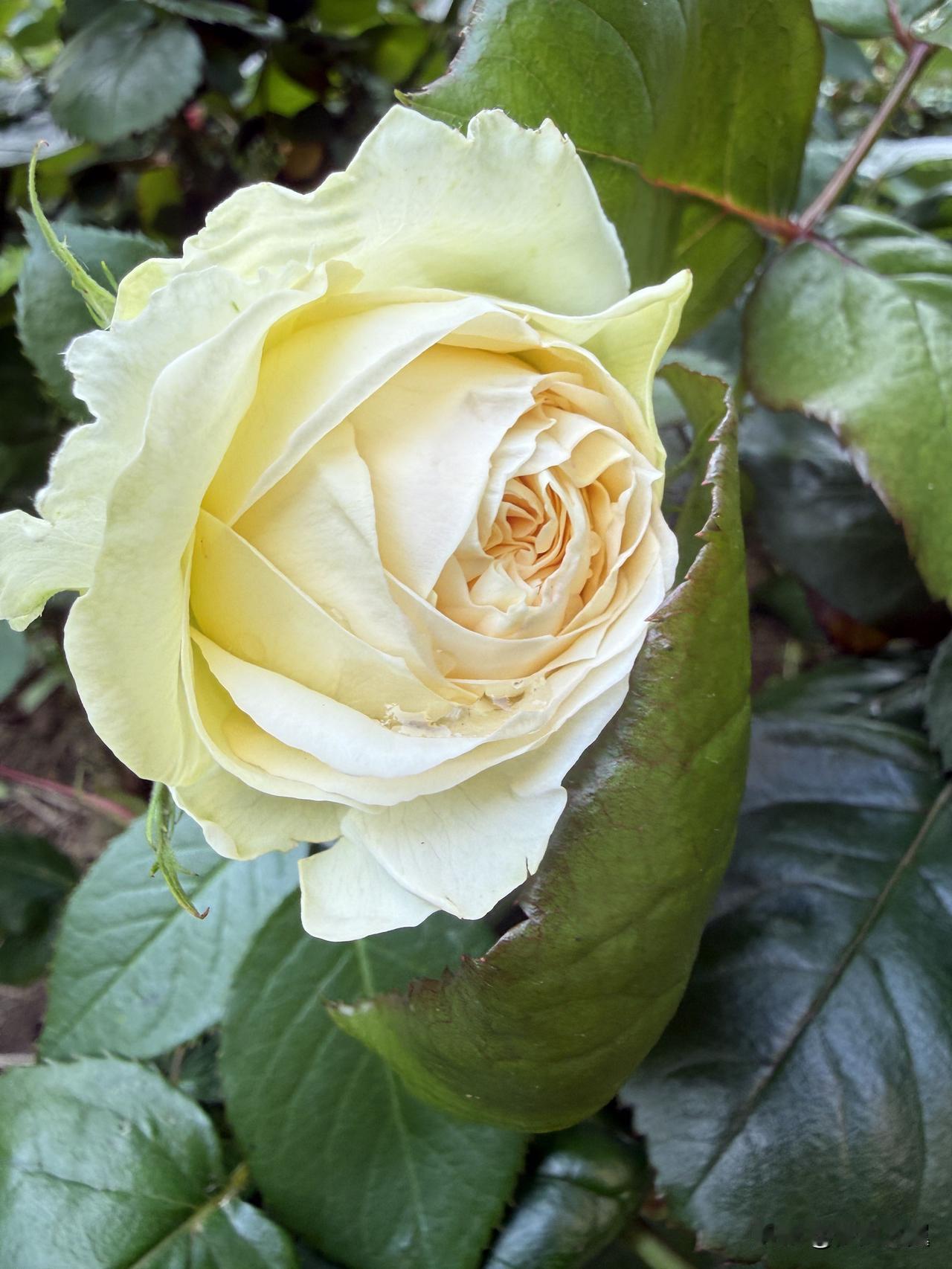 刀郎的歌曲艺术水平有多高吗? 
【小对联】
上：……？
下：冒尖。