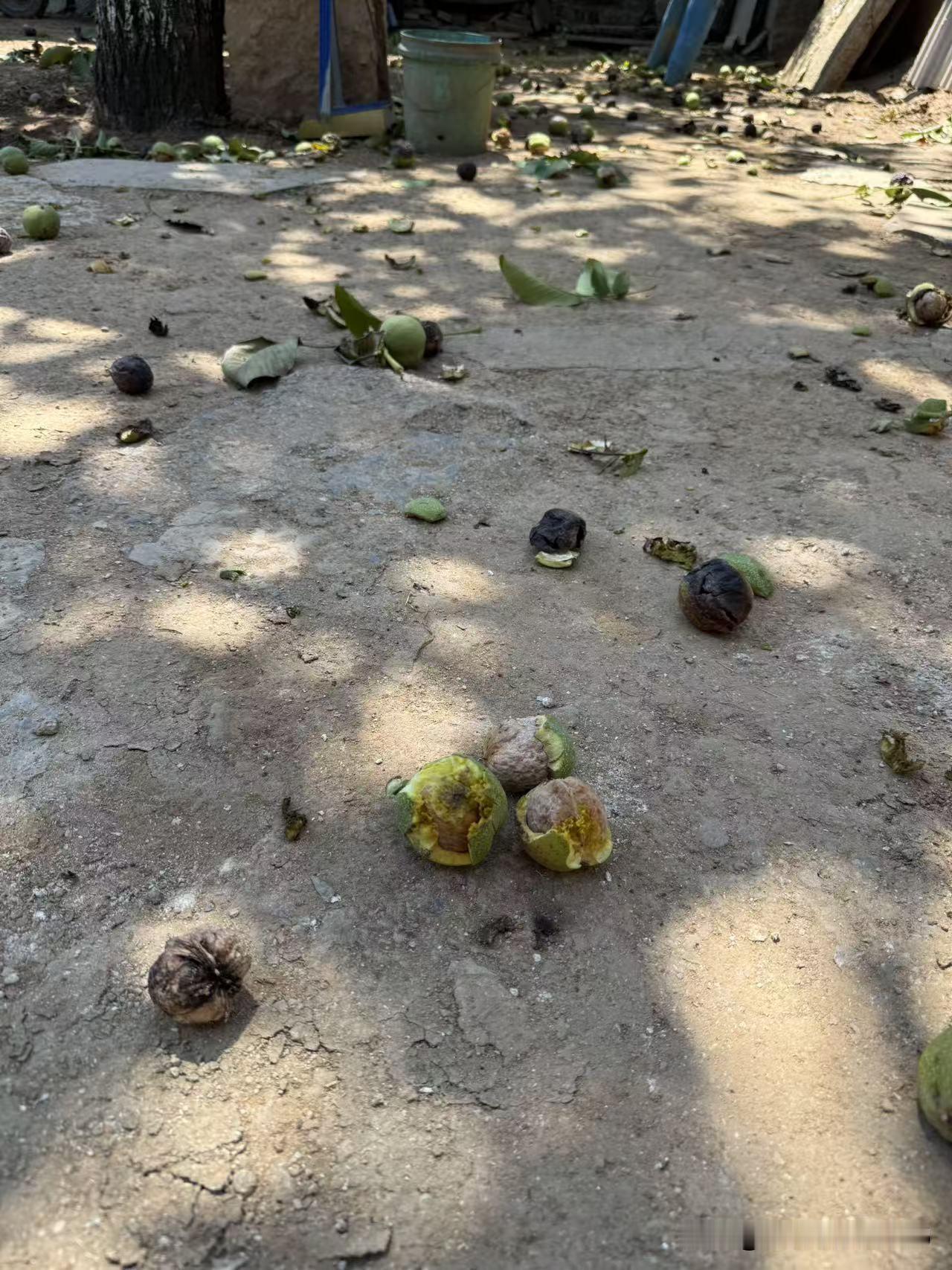 都要求现在的农产品不让打药，但是不打药你们知道吧，根本都不长东西收获很少。
公婆