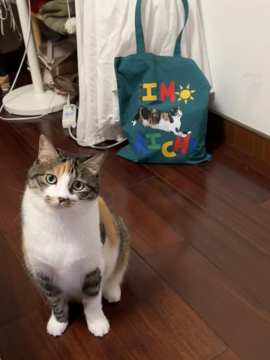 今天的猫猫包是它啦～
