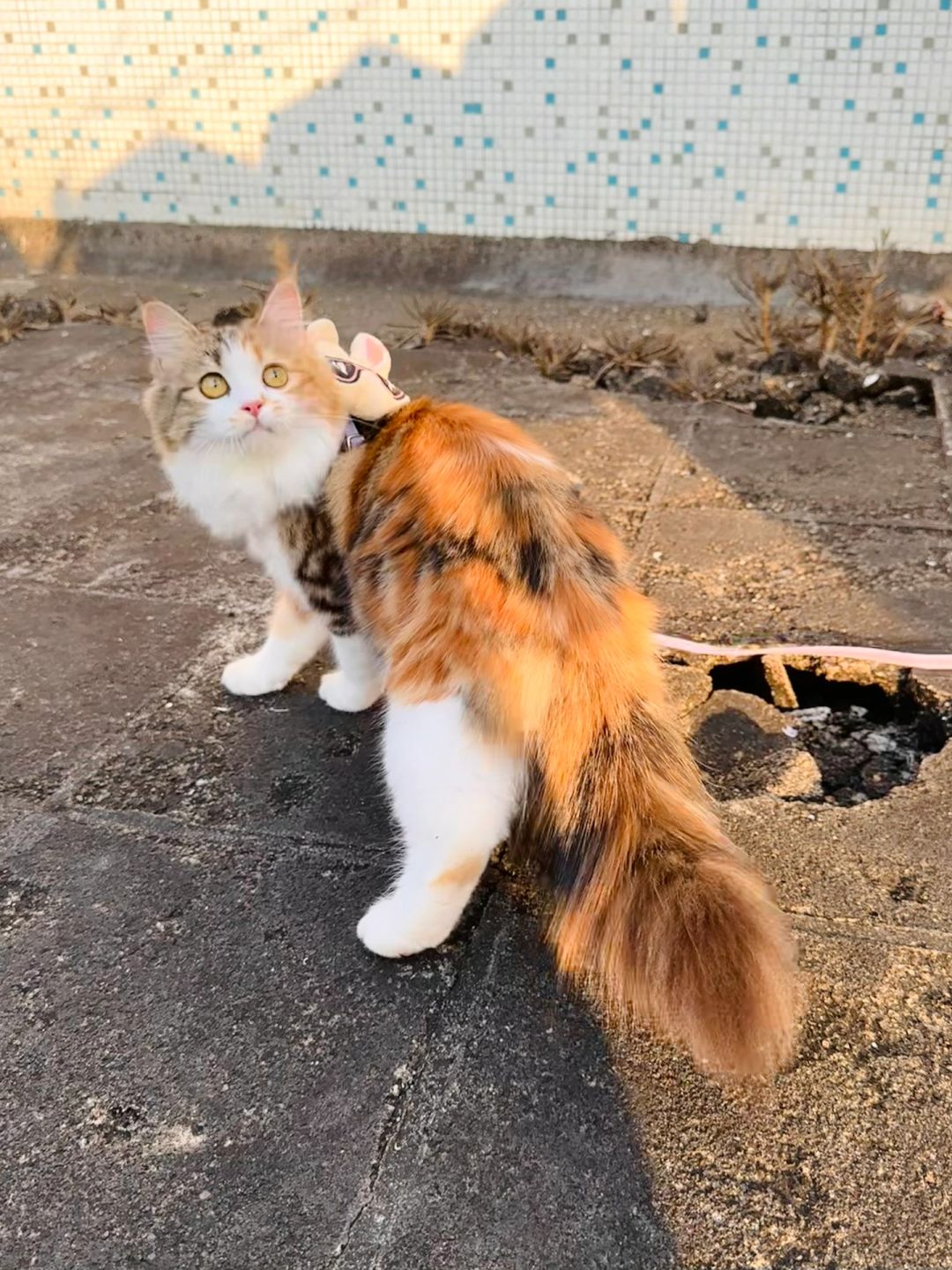 谁懂啊 三花不愧是猫中大美女
