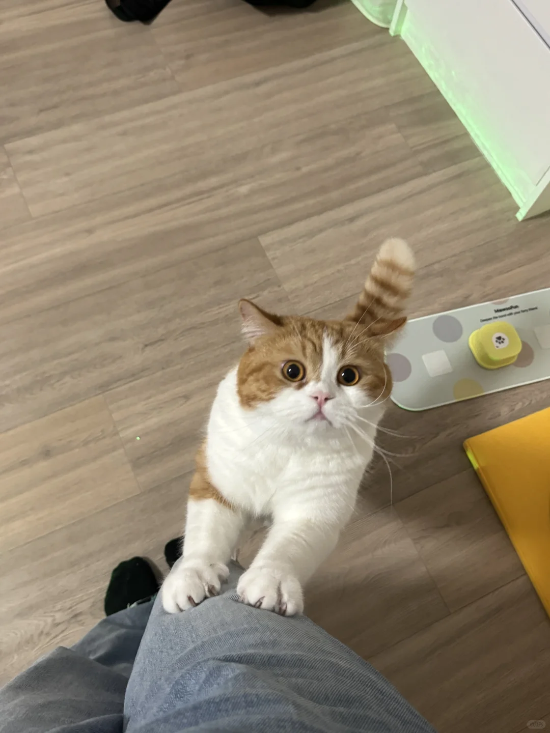 国庆结束回家 猫花了半小时才认出我