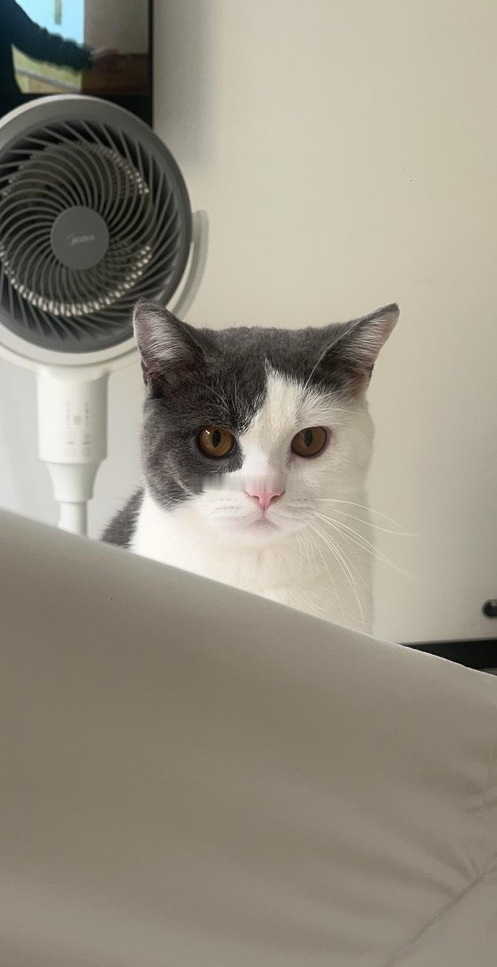 猫妈妈只教了哈气没教咬人