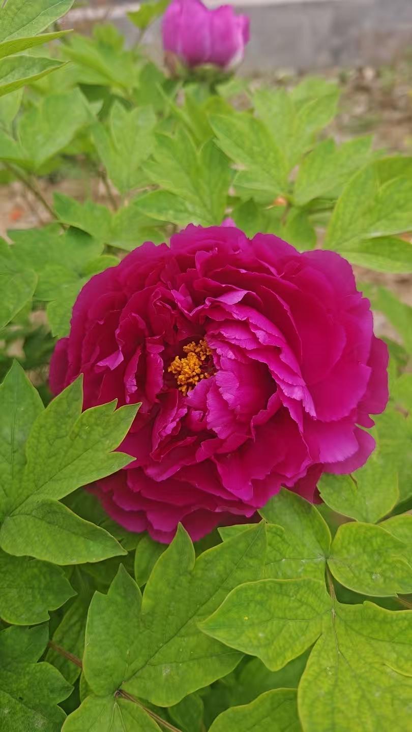 写牡丹的名句你最喜欢哪一句唯唯有牡丹真国色，花开时节动京城