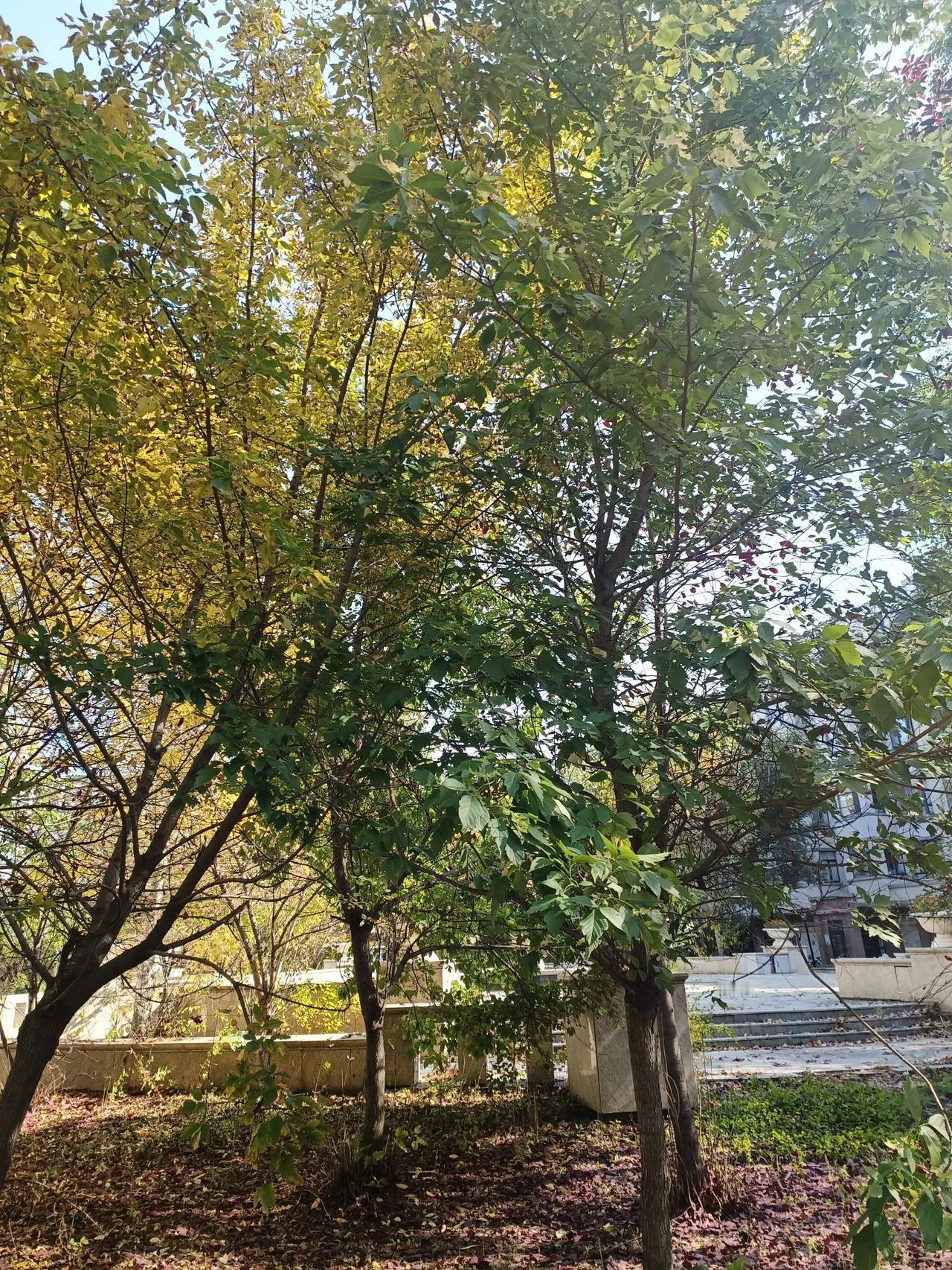 #分享一张你手机里的树#