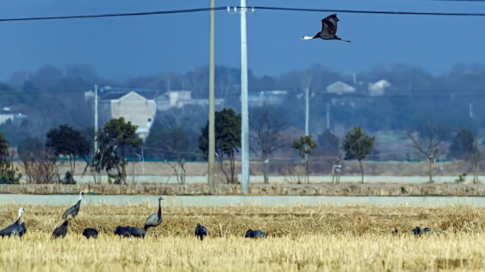 #蓑羽鹤现身枞阳湿地#【#最小的鹤罕见绕道安徽#】在安徽枞阳一处湿地附近，巢湖湿