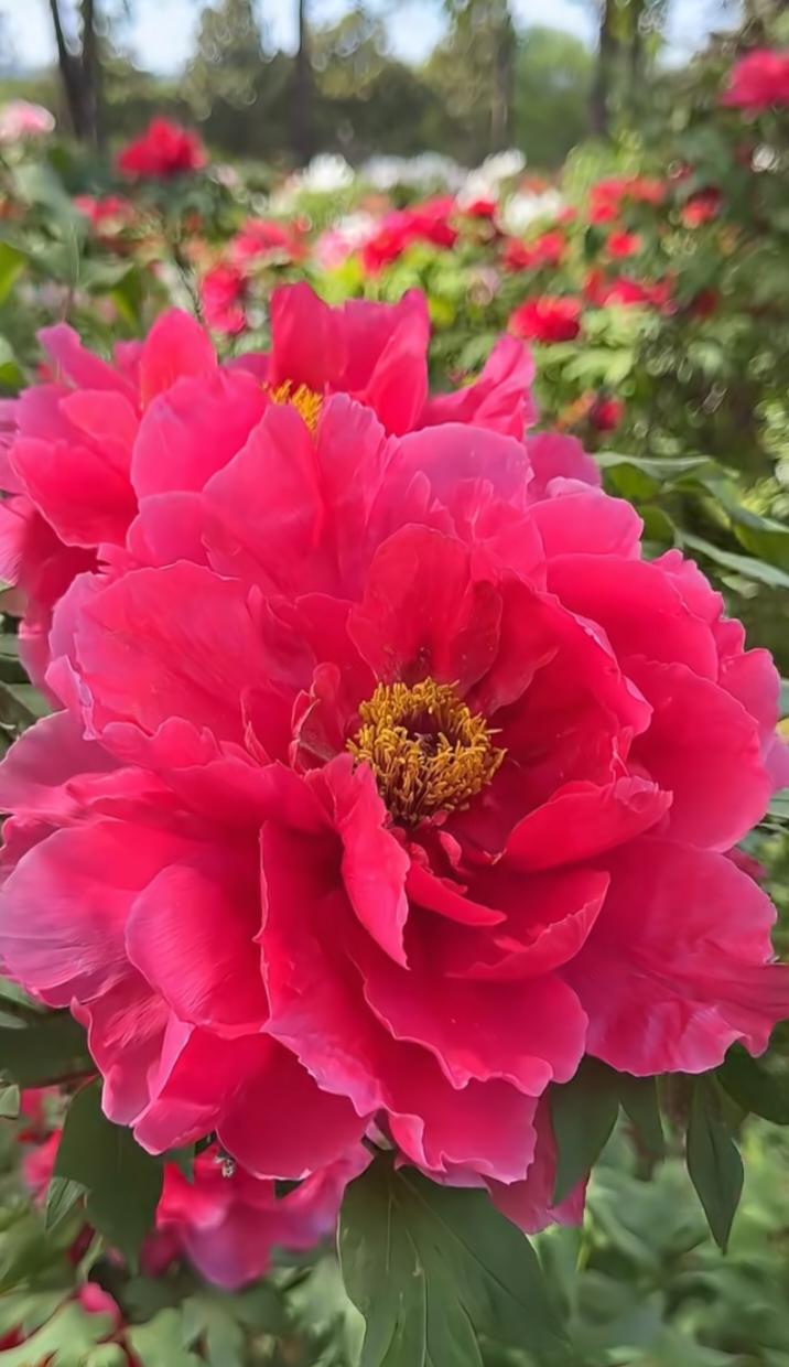 唯有牡丹真国色，花开时节动京城。
层叠的花瓣如锦缎铺就，在晨光中舒展着雍容的气度