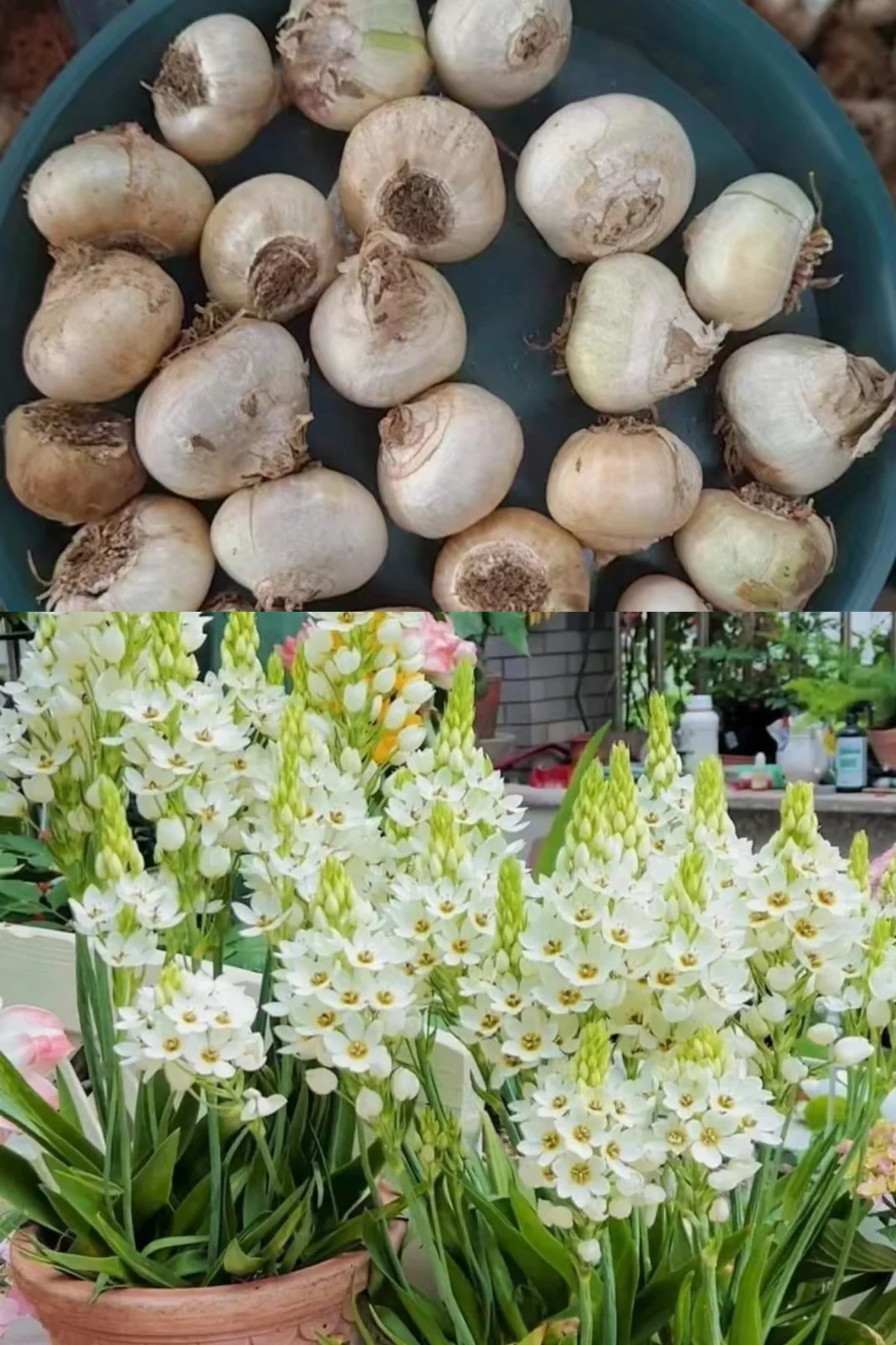 付邮费送6个圣心百合
